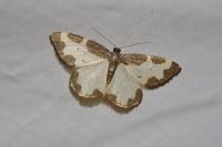 Lomaspilis marginata