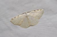 Stegania trimaculata