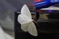 Cabera exanthemata