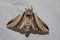 Pheosia tremula