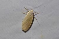 Collita griseola