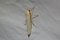 Eilema caniola