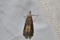 Schrankia costaestrigalis