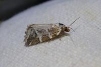 Deltote bankiana