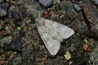 Acronicta megacephala