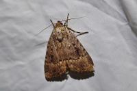 Amphipyra pyramidea