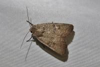 Hoplodrina blanda
