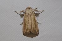 Mythimna riparia