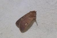 Xestia xanthographa