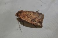 Diarsia rubi