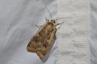 Noctua pronuba