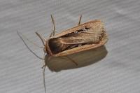 Ochropleura leucogaster