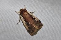 Ochropleura plecta