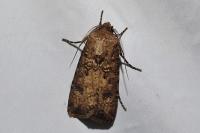 Agrotis segetum