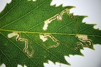 Stigmella betulicola