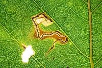 Stigmella betulicola