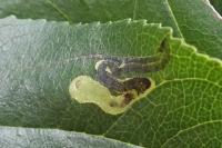 Stigmella catharticella