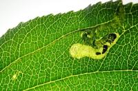 Stigmella catharticella