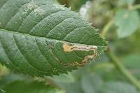 Stigmella anomalella