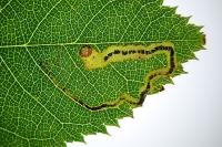 Stigmella anomalella