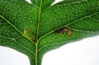 Bucculatrix bechsteinella