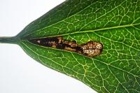 Bucculatrix bechsteinella