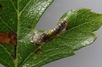 Phyllonorycter oxyacanthae