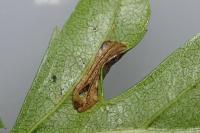 Phyllonorycter oxyacanthae