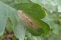 Phyllonorycter corylifoliella
