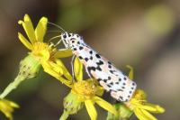 Utetheisa pulchella