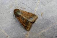 Helicoverpa armigera
