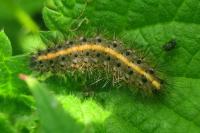 Phragmatobia fuliginosa