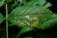 Stigmella anomalella