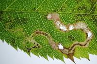 Stigmella anomalella