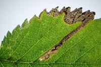 Stigmella ulmivora