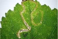 Stigmella ulmivora