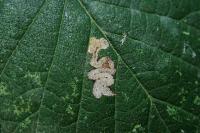 Stigmella viscerella