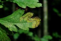 Stigmella regiella