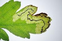 Stigmella regiella