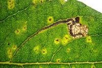 Stigmella salicis