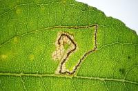 Stigmella salicis
