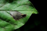 Antispila petryi