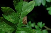 Parornix anglicella