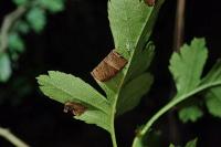 Parornix anglicella
