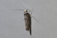 Paraswammerdamia nebulella