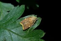 Carcina quercana
