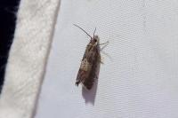 Dichrorampha