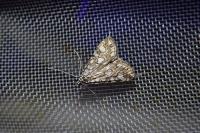 Elophila nymphaeata