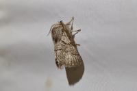 Trichiura crataegi