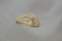 Cyclophora annularia